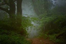 Im Nebel / ***