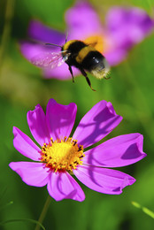Bumblebee / ***
