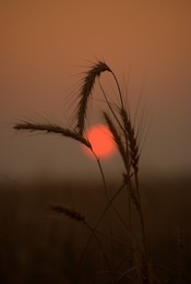 Bei Sonnenuntergang / ***