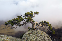 Pine Koch / ***