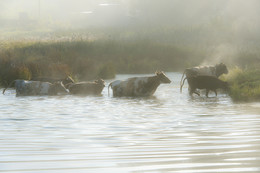 Nebel / ***
