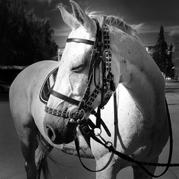 Pferd / ***