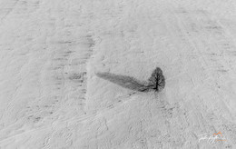 The lonely tree / ... somewhere in Tyrol.