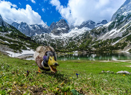 &quot;Der Wächter am Seebensee&quot; / An einem schönen Sommerwochenende waren meine deutschen Freunde und ich in den Tiroler Alpen unterwegs. Am Seebensee unterhalb der Coburger Hütte mussten wir uns erst bei dem &quot;einheimischen Wächter&quot; mit unserem Proviant &quot;freifüttern&quot;. Gott sei Dank hat unser Proviantl offensichtlich gemundet ;-)