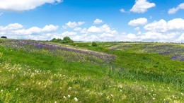 Russische Feld. / ***