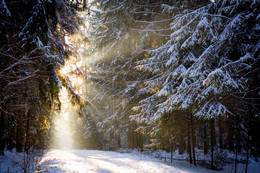 Die Sonne im Winterwald / ...