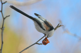 Long-tailed Tit / ***