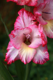 Gladiole / ***