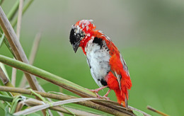 Rückkehr des verlorenen Sohnes / ***