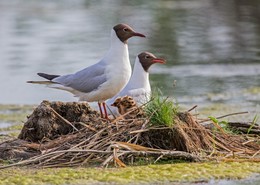 Familien / ***