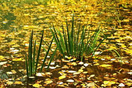 Herbst-Teich / ***