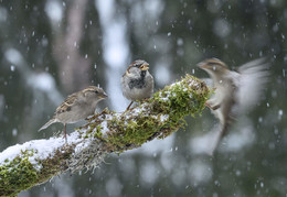 &nbsp; / House Sparrow