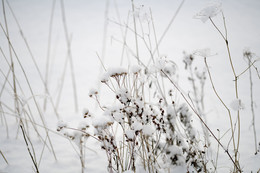 Winter Bouquet / -----