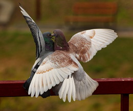 Das ist die Liebe / ***