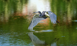 Tricolored heron / ***