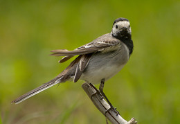 Über den Vogel / ***