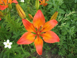 Am Blumenbeet / ***