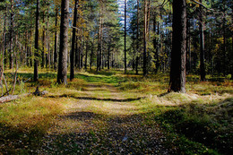 Wald / ***