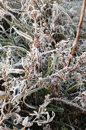 Ein frostiger Morgen / ***