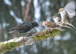 Common starling / ***