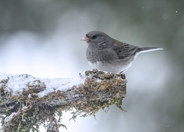 Dark-eyed Junco / ***