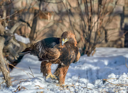 Steinadler / ***