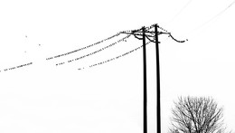 Birds / ***
