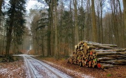 auf Waldwegen / ***