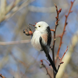 Long-tailed Tit / ***