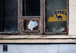 Camel / ***