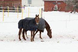 Schneesturm / ***