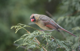 Northern Cardinal ♀ / ***