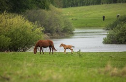 Auf der Weide / ***