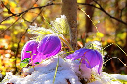 Ersten Tag des Frühlings / ***