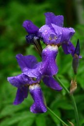 Nach dem Regen / ***