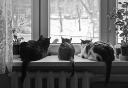 Urinstinkt / ***