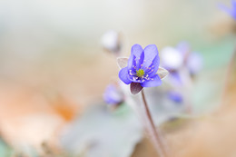 Leberblümchen / Leberblümchen