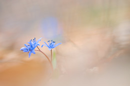 Blaustern / Blaustern