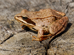 Frosch / ***