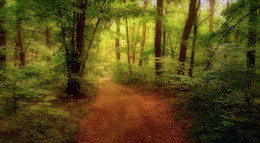 Forstweg / ***