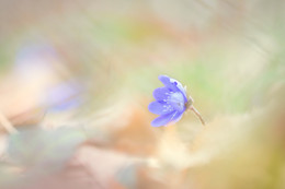 einsames Leberblümchen / einsames Leberblümchen