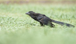 Smooth-billed Ani / ***