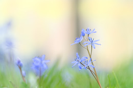 Frühling / Frühling