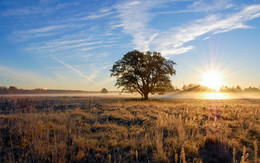 Old Oak / ***