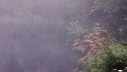 im Morgennebel / ***