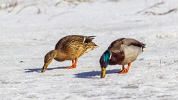 Leben von Enten / ***