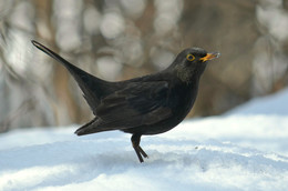 Blackbird / ***
