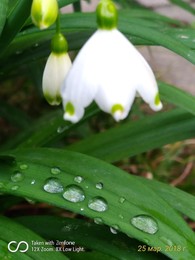 Frühling / ***