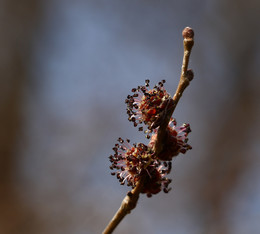 Frühling / ***