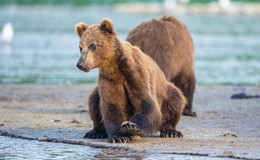 &quot;Fischer&quot; / ***